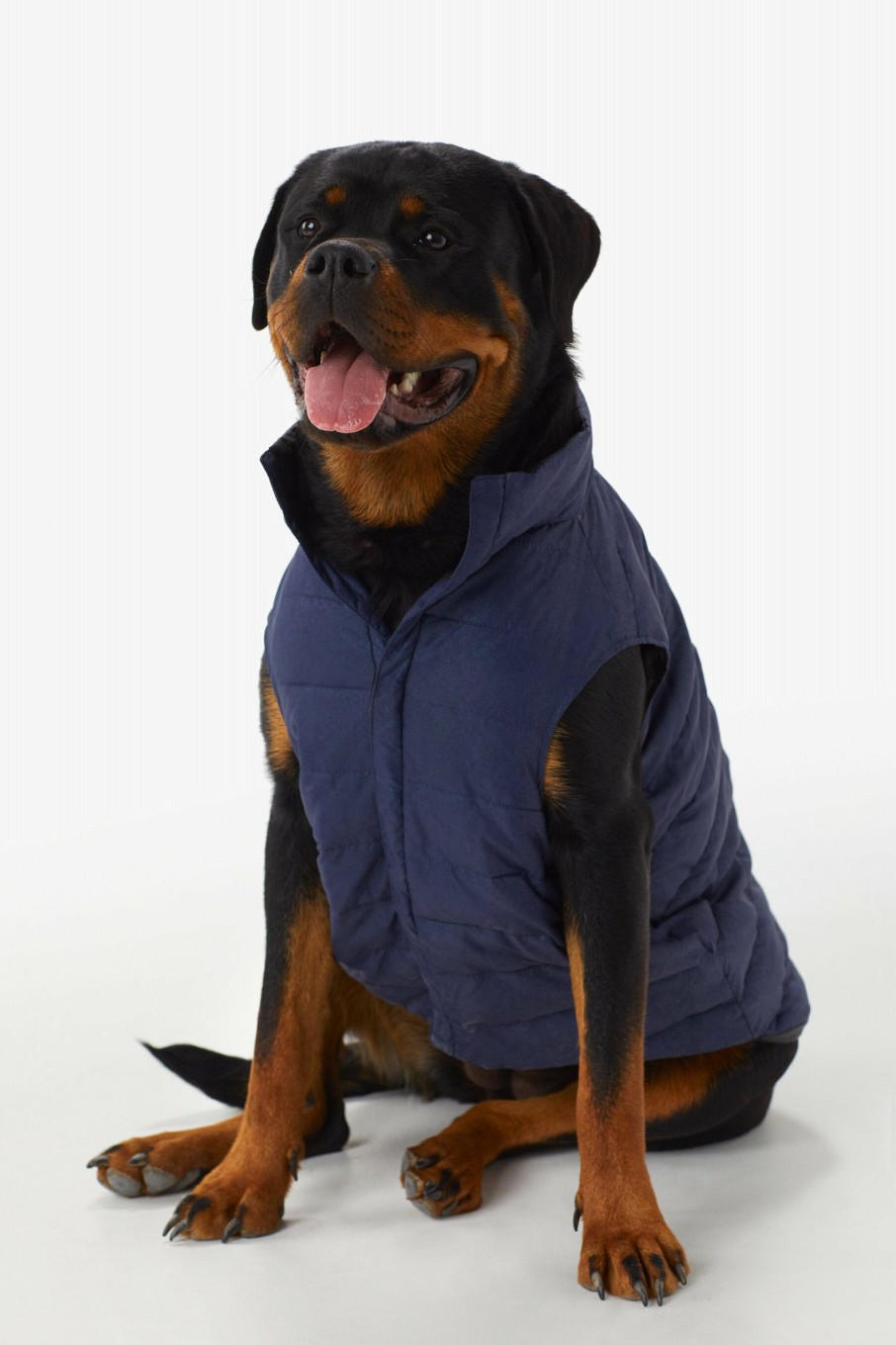 WOMEN Lole Dog Jackets | Ellie Dog Jacket - Amalfi Blue Shine